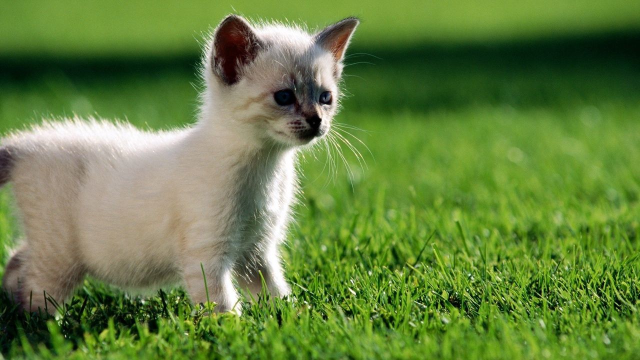 Wallpaper kitten, grass, walk, curiosity, light