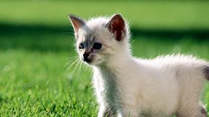 Preview wallpaper kitten, grass, walk