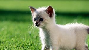 Preview wallpaper kitten, grass, walk