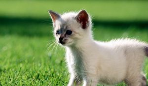 Preview wallpaper kitten, grass, walk