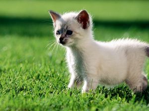 Preview wallpaper kitten, grass, walk