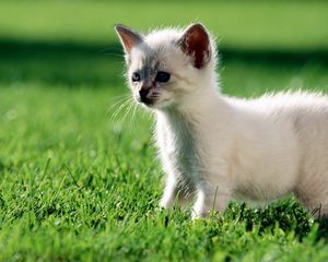 Preview wallpaper kitten, grass, walk