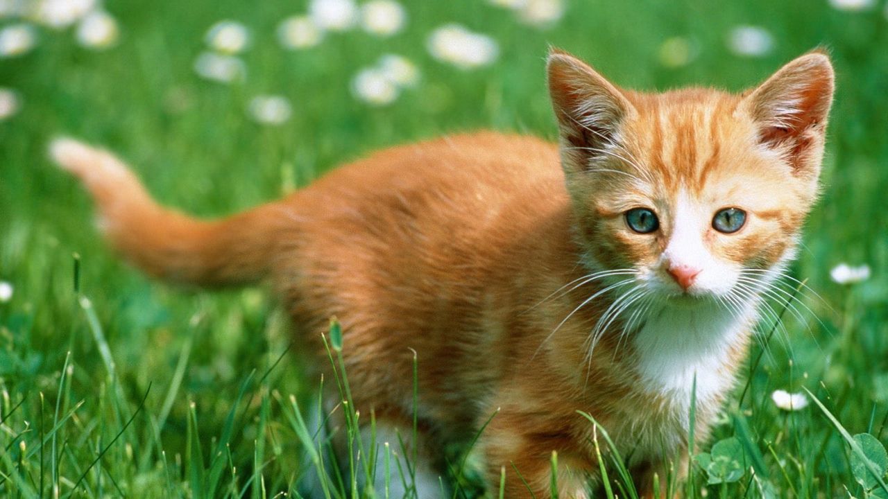 Wallpaper kitten, grass, walk, color