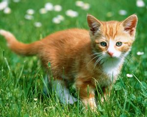 Preview wallpaper kitten, grass, walk, color