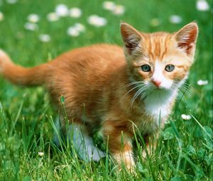 Preview wallpaper kitten, grass, walk, color