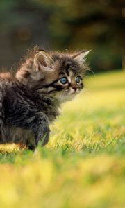 Preview wallpaper kitten, grass, walk, fluffy