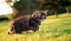 Preview wallpaper kitten, grass, walk, fluffy