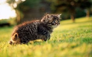 Preview wallpaper kitten, grass, walk, fluffy