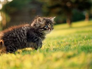 Preview wallpaper kitten, grass, walk, fluffy