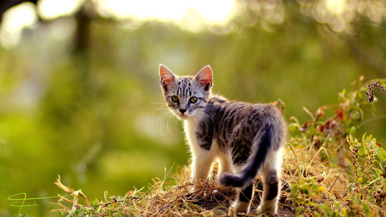 Wallpaper kitten, grass, walk, look