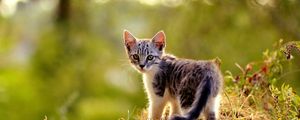 Preview wallpaper kitten, grass, walk, look