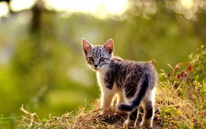 Preview wallpaper kitten, grass, walk, look