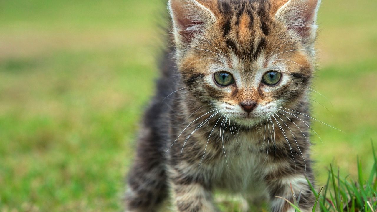 Wallpaper kitten, grass, walk, look, baby