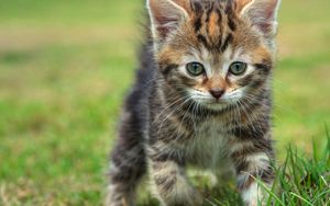 Preview wallpaper kitten, grass, walk, look, baby