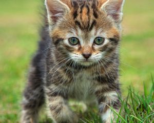 Preview wallpaper kitten, grass, walk, look, baby