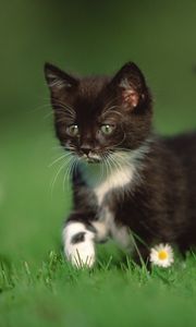 Preview wallpaper kitten, grass, walk, legs, daisy
