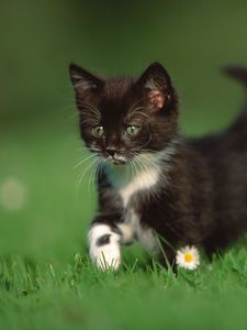 Preview wallpaper kitten, grass, walk, legs, daisy