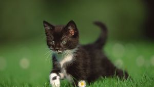 Preview wallpaper kitten, grass, walk, legs, daisy