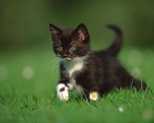 Preview wallpaper kitten, grass, walk, legs, daisy