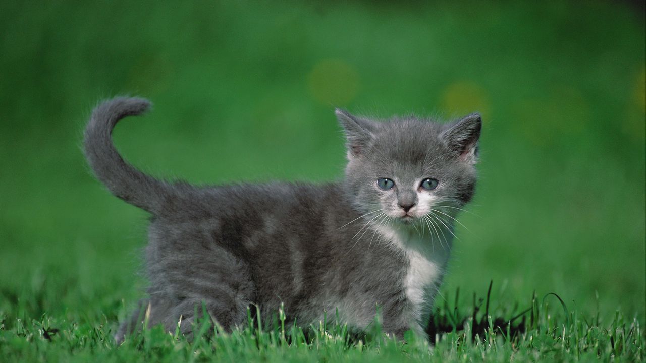 Wallpaper kitten, grass, walk