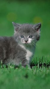 Preview wallpaper kitten, grass, walk