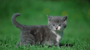 Preview wallpaper kitten, grass, walk