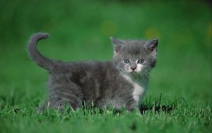 Preview wallpaper kitten, grass, walk