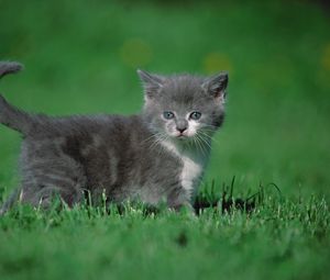 Preview wallpaper kitten, grass, walk