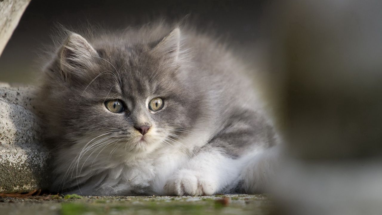 Wallpaper kitten, gray, face, eyes