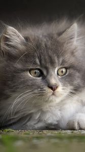 Preview wallpaper kitten, gray, face, eyes