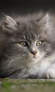 Preview wallpaper kitten, gray, face, eyes