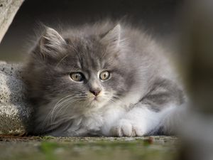 Preview wallpaper kitten, gray, face, eyes