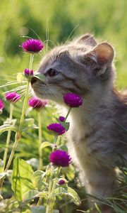 Preview wallpaper kitten, gray, grass, flowers