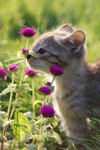 Preview wallpaper kitten, gray, grass, flowers