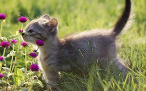 Preview wallpaper kitten, gray, grass, flowers