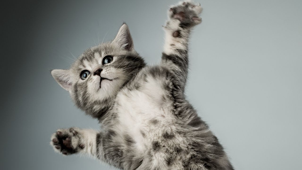 Wallpaper kitten, gray, white, cat, paws