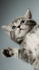 Preview wallpaper kitten, gray, white, cat, paws