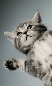 Preview wallpaper kitten, gray, white, cat, paws