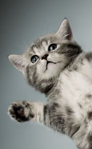 Preview wallpaper kitten, gray, white, cat, paws