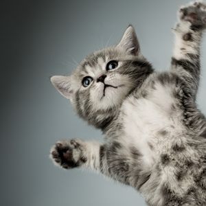 Preview wallpaper kitten, gray, white, cat, paws