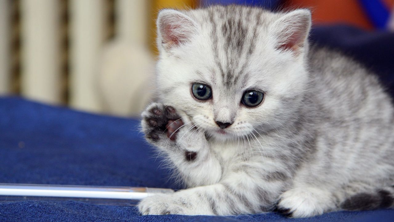 Wallpaper kitten, gray, white, striped