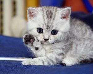 Preview wallpaper kitten, gray, white, striped