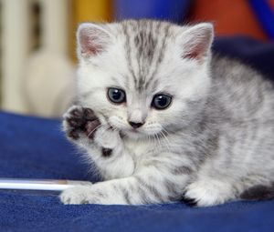 Preview wallpaper kitten, gray, white, striped