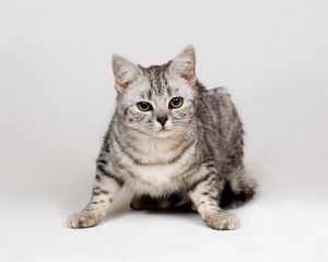 Preview wallpaper kitten, grey, muzzle, strips