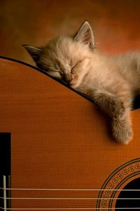 Preview wallpaper kitten, guitar, lie down, sleep