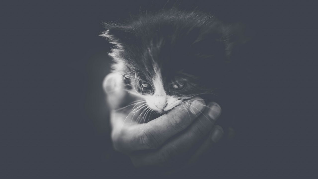 Wallpaper kitten, hand, bw, small, cat, cub