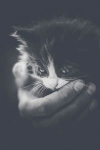 Preview wallpaper kitten, hand, bw, small, cat, cub