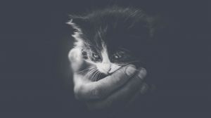 Preview wallpaper kitten, hand, bw, small, cat, cub