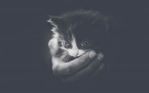 Preview wallpaper kitten, hand, bw, small, cat, cub