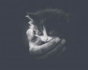 Preview wallpaper kitten, hand, bw, small, cat, cub